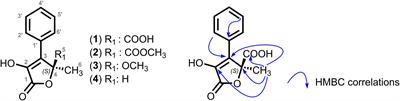 Novel α-Hydroxy γ-Butenolides of Kelp Endophytes Disrupt Bacterial Cell-to-Cell Signaling